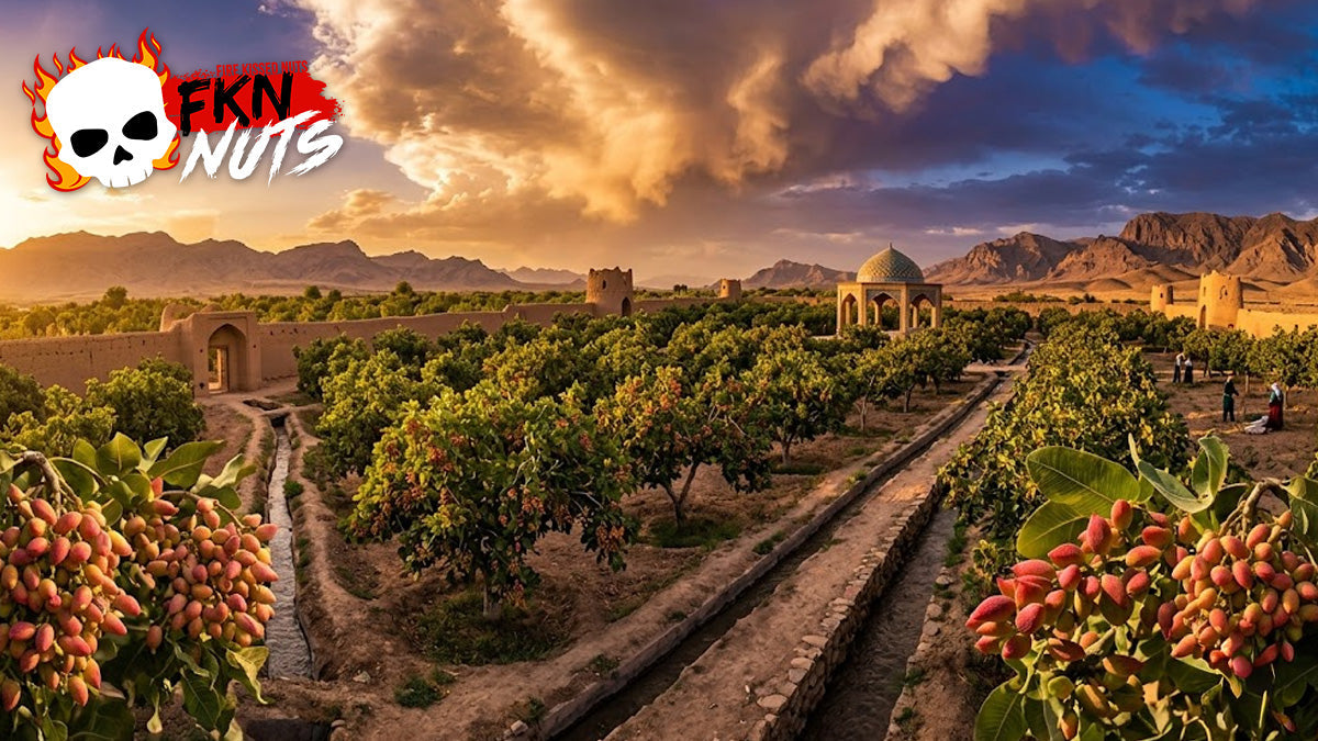 Ancient pistachio trees in a Middle Eastern landscape at golden hour with warm cinematic light
